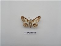 藏品(尺蛾165)的圖片